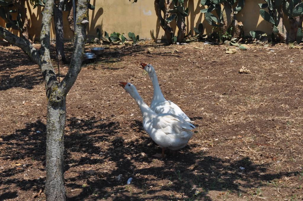 Bed & Breakfast Giardini Di Marzo Lecce Exterior foto